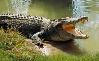 Mơ thấy cá sấu là điềm báo lành hay dữ