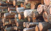 Mơ thấy gỗ là điềm báo lành hay dữ về tương lai?